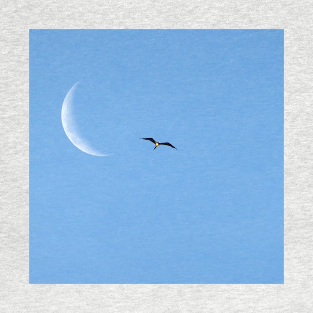 Crescent moon and a seagull by delcueto